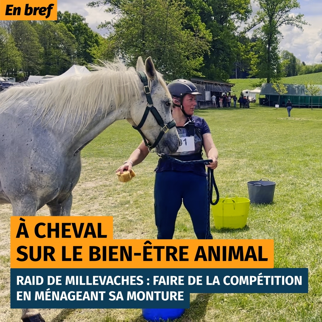 Un cheval et sa cavalière